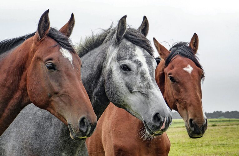 Örtmedicin för hästar med problem,