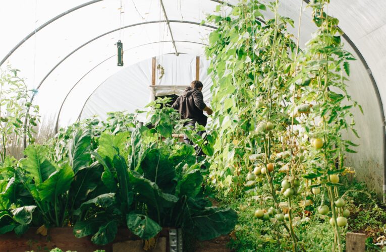 Växthus för att stärka dina växter: Skaffa ett tunnel- eller träväxthus